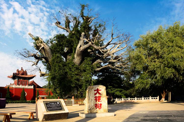 山西大槐树究竟在哪儿？-图1