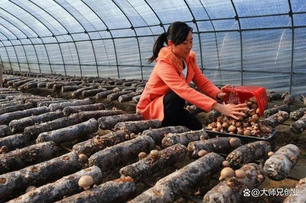 现在投资什么项目能快速致富？-图3