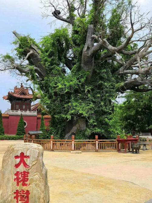 山西洪洞县大槐树图片-图1