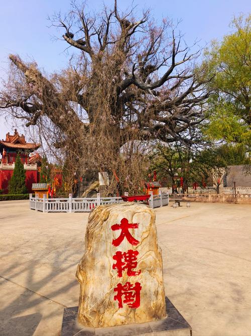 山西洪洞县大槐树图片-图2